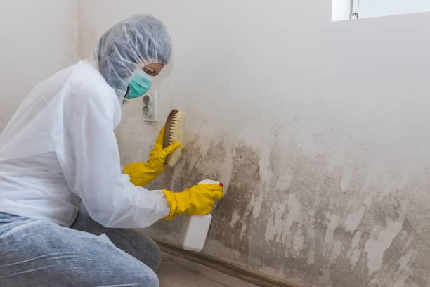 Mold Removal and Inspection in Oakland, MO