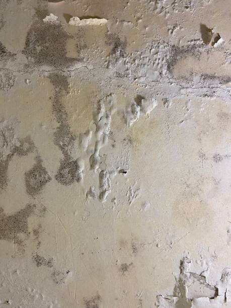 Trusted Oakland, MO Mold Removal Experts