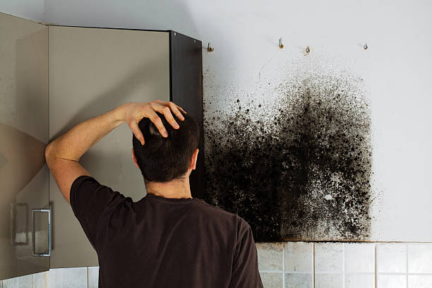 Best Fast Mold Removal  in Oakland, MO